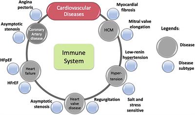 Frontiers | Connections For Matters Of The Heart: Network Medicine In ...